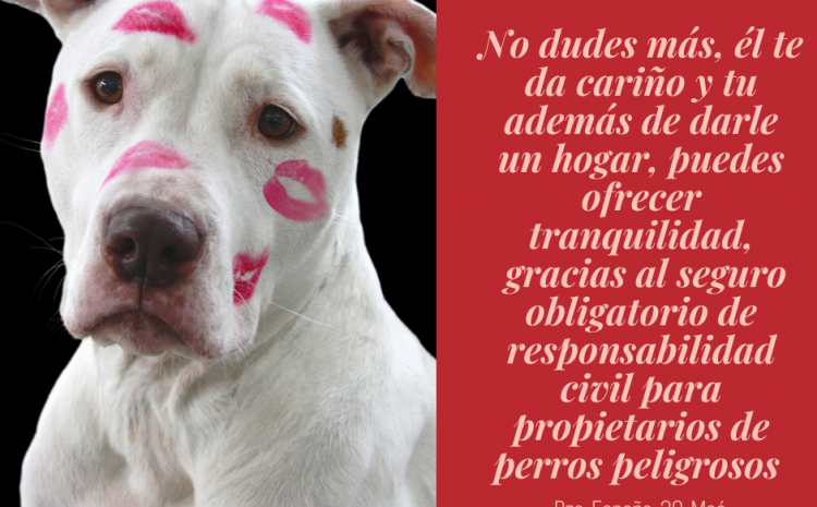  Seguro mascotas menorca