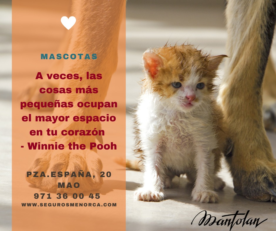 Seguro Mascotas Menorca